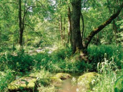 Potoční olšiny s dominantním zastoupením olše lepkavé (Alnus glutinosa) lze přirozeně očekávat podél „živějších“ vodních toků tvořících písčité nebo štěrkovité náplavy, jež olše jako pionýrská dřevina úspěšně kolonizuje (potoční olšina na břehu Vltavy poblíž Čertovy stěny na Šumavě). Foto J. Douda / © J. Douda