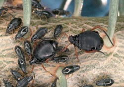 Bezkřídlé živorodé samice mšice Cinara curvipes. Foto J. Havelka / © J. Havelka