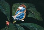 Oleria borilis (Ithomiinae).  Při dopadu světla ze strany odrážejí  křídla „duhové spektrum“  (slouží k zastrašování?). Kostarika