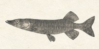 Štika obecná (Esox lucius) patří  mezi druhy stojící na konci potravního řetězce, u nichž se vyskytují nejvyšší koncentrace rtuti ve svalovině,  zvláště pokud žijí ve vodních tocích. Kresba z článku A. Friče České ryby (Živa 1859) 