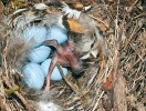 Úspěšnost vytlačení hostitelských vajec kukačkou v hnízdě rehka  zahradního nezávisí na velikosti  nebo hloubce hnízda, ale na strmosti vnitřních stěn hnízdní kotlinky.  Utula, Finsko. Snímky T. Grima