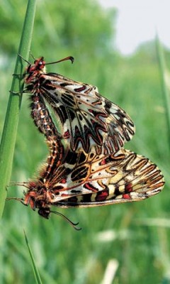 Pestrokřídlec podražcový (Zerynthia polyxena) je ohrožen jak zarůstáním obývaných stanovišť, tak radikálním odstraňováním vegetace. Foto H. Šefrová / © H. Šefrová