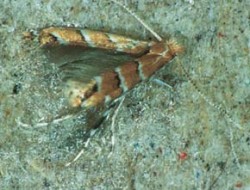 Sameček klíněnky jírovcové uvízlý v lepu feromonového lapáku. Foto I. Hrdý / © I. Hrdý