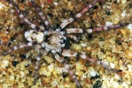 Slíďák břehový (Arctosa cinerea) si buduje mělké nory v pískových náplavech na březích vod (včetně moří), např. Jizery v Jizerských horách. Jeho zbarvení odpovídá obývanému prostředí.  Na snímku vyniká lichoběžník tmavě pigmentovaných očí. Foto B. Thaler-Knoflach.