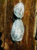 Kokony pokoutníka nálevkovitého umístěné atypicky pod kůrou stromu. Foto O. Machač