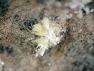 Trsy krystalů sulochrinu  na povrchu mycelia vřeckovýtrusné  houby Chalara microspora. Foto O. Koukol