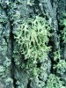 Větvičník slívový (Evernia prunastri) je častým lišejníkem na kůře volně  stojících stromů i v listnatých lesích.