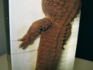 Detail pánevní oblasti typového jedince varanovce bornejského  ukazující nevelké končetiny a ošupení těla a ocasu. Foto I. Vergner