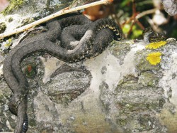 Dva samci usilující o spáření  s jednou samicí (přivrácený had)  na větvi asi 140 cm nad zemí. Foto J. Moravec