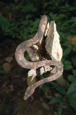 Kandoja stromová (Candoia carinata) je štíhlý stromový druh hroznýše (Boidae) deštných lesů, ale žije i nedaleko lidských obydlí. Foto A. Krása / © A. Krása