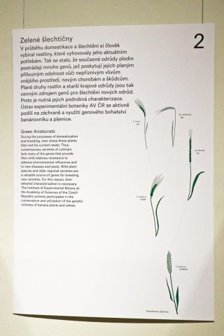 Dnešní pšenice setá vznikla spontánním zkřížením tří druhů trav. Jejich latinská jména jsou Triticum urartu, Aegilops speltoides a Aegilops tauschii.