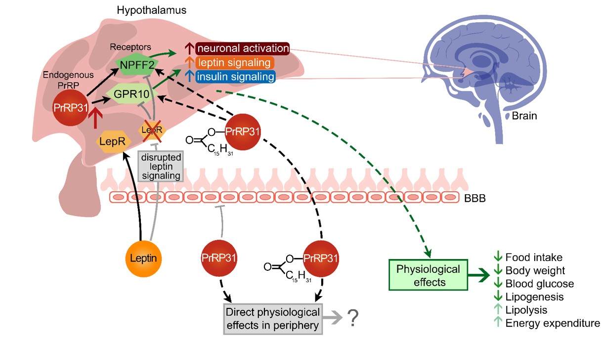 Lipidized neuropeptide as a strong anti-obesity and antidiabetic agent