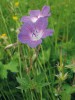 Kakost lesní (Geranium sylvaticum), vyšší bylina horských luk bohatých na živiny a s dobrým zásobením vodouTypická orchidej horských luk pětiprstka žežulník (Gymnadenia conopsea). Foto V. Hadincová