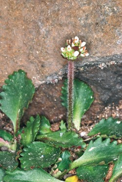 Lomiká́men sněžný́ (Saxifraga  nivalis), druh vázaný na bazické prostředí  čedičové žíly ve Sněžných jámách. Foto J. Vaněk