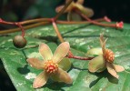 Rod Zygogynum je dalším zástupcem čeledi Winteraceae s přibližně 50 druhy v deštném a horském mlžném lese  Australasie a na Nové Kaledonii.  Představuje mladší a odvozenější  vývojovou linii této čeledi. Na snímku detail květu s apokarpním gyneceem – typ gynecea tvořený většinou velkým počtem plodolistů, z nichž každý dává vzniknout samostatnému jednoplodo­listovému semeníku. Aromatické listy se  na Papui-Nové Guineji lokálně využívají k vyvolání halucinací při kouření  ve směsi s tabákem. Foto D. Stančík