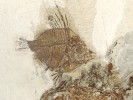 Drsnatec Capros rhenanus,  délka 22 mm. Vážany nad Litavou. Foto R. Gregorová