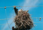 Na elektrických sloupech si staví hnízdo z klacíků hrnčiřík chocholoušo­vitý (Coryphistera alaudina). Foto J. Májsky
