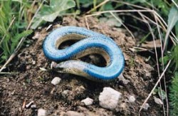 Neobvykle modře zbarvený slepýš křehký (Anguis fragilis) z Bílých Karpat, chráněné území Včelíny v Súčanskej doline, pozorovaný 10. 5. 2004. Foto M. Filípek / © Photo M. Filípek