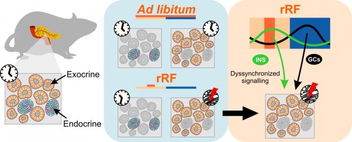 Nová publikace (IF=9.3): Misaligned feeding schedule elicits divergent circadian reorganizations in endo- and exocrine pancreas clocks. Honzlová P, Z Novosadová, P Houdek, M Sládek and A Sumová. Cell Mol Life Sci 2022 May 27;79(6):318