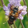 Pestřenka Eristalis pertinax. Foto J. Hadrava