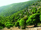 Středomořská varianta  pastevního lesa mívá vzhled  nezapojených porostů. Doubrava  Quercus coccifera v horách západní  Kréty. Snímky R. Hédla, pokud není  uvedeno jinak