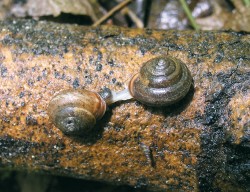 Vlahovka narudlá (Monachoides incarnatus) je běžný lesní druh osídlující déle opuštěné lomy. Na fotografii  jsou zachyceni dva jedinci při páření. Foto L. Juřičková