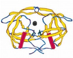 Struktura proteázy z HIV získaná pomocí rentgenostrukturní analýzy (obr. laskavostí M. Lepšíka, ÚOCHB AV ČR). Má osově symetrickou strukturu a skládá se z pouhých 99 aminokyselin, což z ní činí nejmenší známý proteolytický enzym. Kreslil S. Holeček
