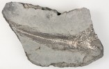 Štikozubec Palaeogadus sp.,  délka 270 mm. Bystřice nad Olší. Foto R. Gregorová