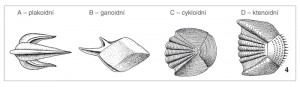 Schematické znázornění šupin u ryb. Orig. P. Dočkal