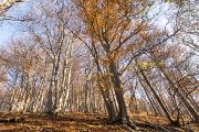 Literatura dále uvádí, že se při úpatí hory vyskytují teplomilné doubravy a dubohabřiny. Výše po svahu rostou bučiny, které byly na některých místech přeměněny na kulturní smrčiny. 