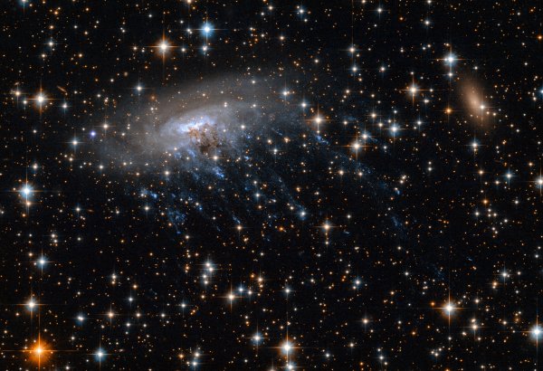 Galaxie ESO 137-001 se pohybuje centrem kupy Abell 3627. Při svém letu za sebou zanechává dlouhé ohony plynu vytrhaného náporovým tlakem prostředí. © ESA/HST.  