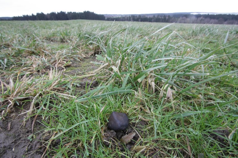 Jak by mohl vypadat nalezený meteorit. V tomto případě se jedná o meteorit Žďár nad Sázavou o hmotnosti 40 gramů v nálezové pozici. (Foto: Lukáš Shrbený, Astronomický ústav AV ČR).