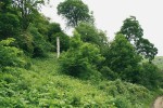 Pohled na typickou strukturu lesního porostu vyšších poloh severovýchodní Arménie. Vzrostlé jedince buku  východního (Fagus orientalis), javoru Trautvetterova (Acer trautvetteri)  a dalších druhů střídají husté  vícekmenné porosty pravidelně  vysekávaných dřevin (zejména habru obecného – Carpinus betulus). Les má rozvolněný charakter, roztroušeně jsou přítomná torza starých stromů. Foto E. a L. Ekrtovi