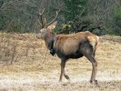 Samec jelena evropského (Cervus elaphus) Vincek s telemetrickým obojkem. Foto M. Suk