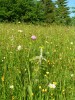 Zátiší ohrožené orchideje hlavinky horské (Traunsteinera globosa) a ošetřené výsadby smrku. Tlak na zalesňování, vesměs nelegální, je stále velmi vysoký. Vlastníkům luk bohužel dosud není k zalesnění nabídnuta přijatelná  ekonomická alternativa. Hovězí,  Javorníky. Foto J. Tkáčiková