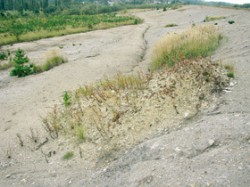 Ukázka zablokované sukcese na příliš kyselé Lítovské výsypce na Sokolovsku. Sukcesi lze nastartovat navezením příznivějšího materiálu, avšak i nezarostlé plochy jsou cenné. Mohou hostit skupiny organismů vázaných právě na taková místa. Foto K. Prach / © Photo K. Prach