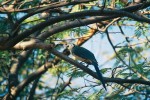 Sojky středoamerické (Calocitta formosa) přilétaly za potravou až na dvorky nikaragujských vesničanů. Foto S. Chudý