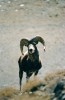Argali mongolský (Ovis darwini). Foto R. Reading