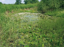 Tůň střední úrovně zazemnění se stabilizovaným společenstvem stulíku žlutého (Nuphar lutea) s vodním morem kanadským ve svém středu, na okrajích lakušník vodní s rukví obojživelnou a hvězdošem (Callitriche sp.). Zřetelný průnik přesličky poříční (Equisetum fluviatile) naznačuje zvýšenou sedimentaci plavenin mimo hlavní proud za povodně (červen 2008). Foto R. Černý / © Photo R. Černý