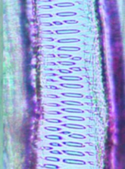 Vodivé elementy dřevní části rostlinných pletiv (xylému) - schodovitě zesílená cévice (tracheida) metaxylému hasivky orličí (Pteridium aquilinum). Foto V. Vinter / © Photo V. Vinter