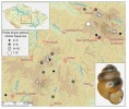 Mapa současného rozšíření vrkoče Geyerova v České republice. Velikosti symbolů a odstíny šedé znázorňují  velikost jeho populací (počet živých jedinců ve 12litrovém vzorku svrchní vrstvy slatiniště). Orig. O. Hájek a V. Schenková