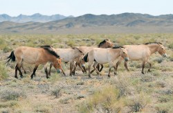 Stádo koně Převalského (Equus przewalskii) v saxaulové stepi poblíž  pramenů Tachin Us. Foto E. Kůs