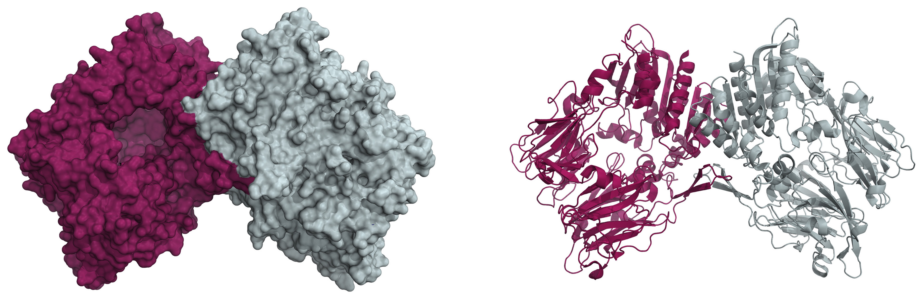 Molecular recognition of fibroblast activation protein for diagnostic and therapeutic applications