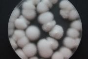 Entomopatogenní houba Cordyceps fumosorosea je součástí biostimulantu SUPRESIL DUO®. 