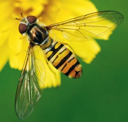 Příklad nejčastějších druhů pestřenek - pestřenka pruhovaná (Episyrphus balteatus). Foto J. Martinek