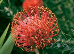 Detailní pohled do květenství Leucospermum cordifolium z čel. proteovitých (Proteaceae). Zobrazený druh patří mezi populární okrasné rostliny a byl opakovaně použit při šlechtění zahradních hybridů. Foto R. Sudová / © R. Sudová