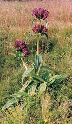 Hořec panonský (Gentiana pannonica) na krátkostébelné horské louce na Šumavě. Foto E. Hofhanzlová / © E. Hofhanzlová