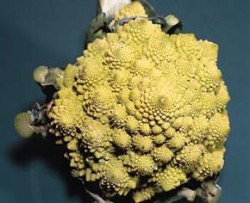 Atraktivní lahůdkový květák Brassica oleracea var. cauliflora italského původu 'Romanesco' s pozoruhodnou strukturou růžice. Foto V. Plicka / © V. Plicka