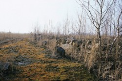 Odumírající porosty třtiny křovištní (Calamagrostis epigejos) po 25 letech sukcese na odkališti poté, co došlo k mechanickému narušení povrchu a vrácení zvětrávacího procesu nově obnažených vrstev na počátek. Foto P. Kovář / © Foto P. Kovář