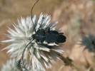 Kopulující pár v Íránu endemického tesaříka Purpuricenus robusticollis  s jednobarevně černou formou samce. Foto J. Simandl